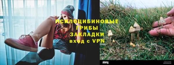 сатива Зерноград